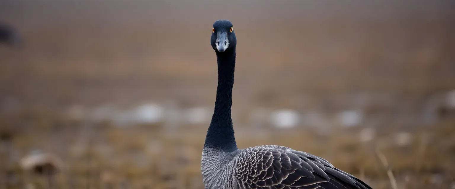 A long-necked black goose with dark feathers and piercing yellow eyes, standing in a somber marshland.